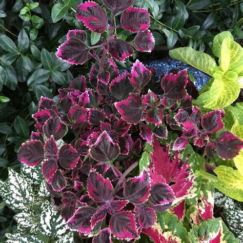 Photo Of The Leaves Of Coleus Coleus Scutellarioides Stained