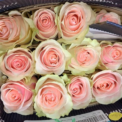 Frutteto Roses Florabundance Wholesale Flowers