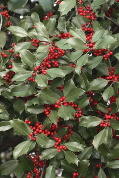 Growing Holly Bushes - Add Big Interest To Your Winter Landscape