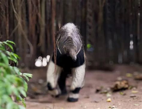 11 Anteater Facts About The Amazing Insectivore