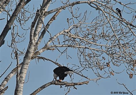 Bald Eagles | Flight of the Peregrine