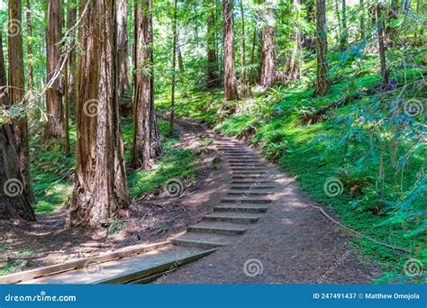 Steps Through A Redwood Forest At Muir Woods National Monument Mill