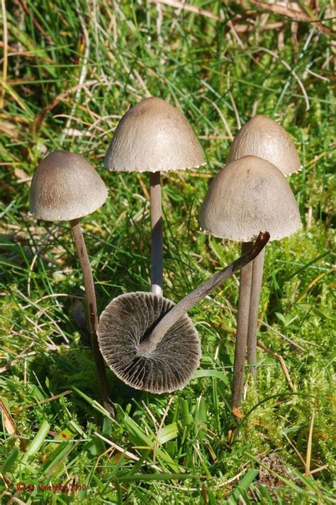 Petticoat Mottlegill Panaeolus Papilionaceus Wildlife Photography