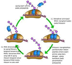 Sintesis Protein Pengertian Dan Prosesnya Dosenbiologi