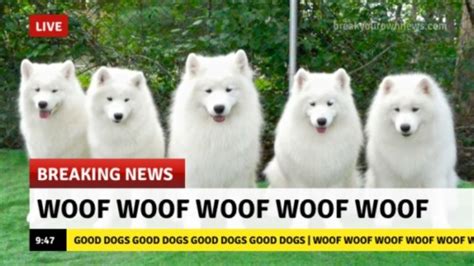 Bark Woof Bark Bark Rwoofbarkwoof