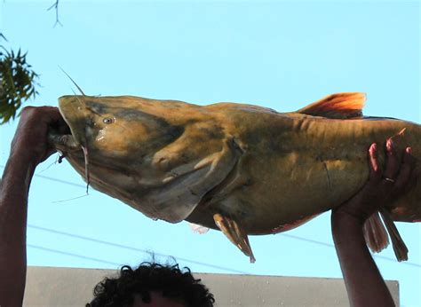 Noodling Catfish