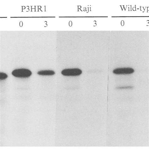 Degradation Of In Vitro Translated P53 Proteins At 30 C Following