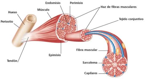 Qué es la contracción muscular Hipertrofia Muscular