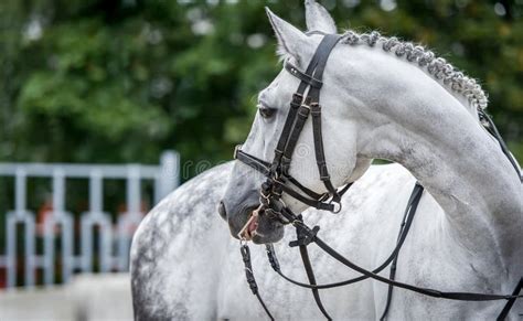 White horse dressage stock image. Image of sports, stallion - 13097125