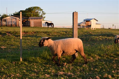 Hampshire Down Fazenda Basso E Pancotte Gen Tica De Resultado