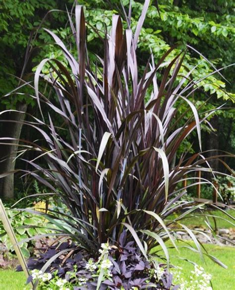 Les PENNISETUMS CENCHRUS Jardin De Luchane