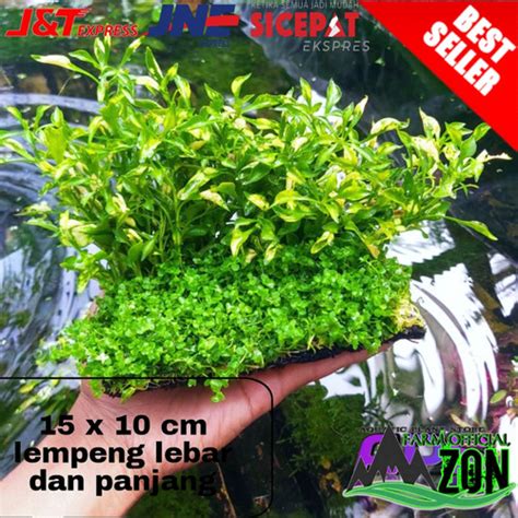 Jual Tanaman Aquascape Scoparia Mix Kombinasi Lempeng Mix Kab