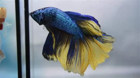 Alien Betta Fish: Overall Care Guide & Breeding Tips