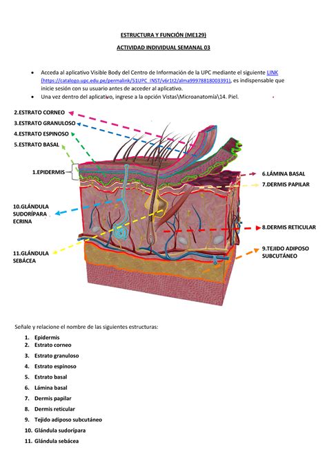 Me Ey F Tarea Sem Estructura Y Funci N Upc Studocu