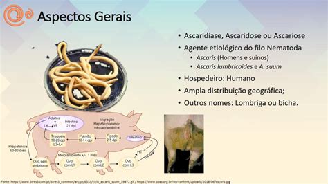 Aula 11 Ascaridíase Heytor Neco 21 1 1 Parasitologia Humana