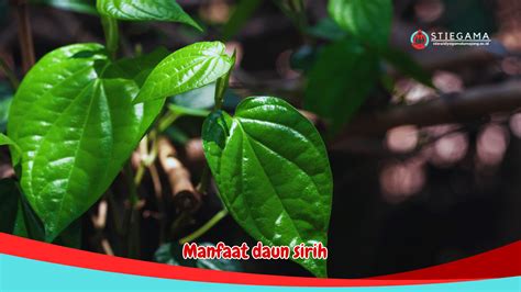 Manfaat Daun Sirih Untuk Kesehatan Dan Kecantikan