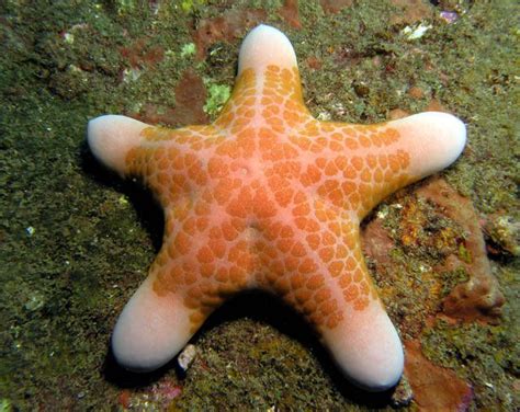 Starfish Anatomy Worksheet شوكيات الجلد Marine animals Ocean