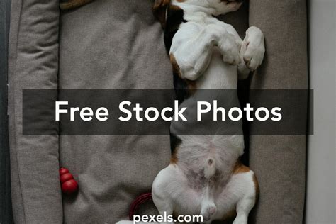 Dog Sleeping On Back Photos, Download The BEST Free Dog Sleeping On ...