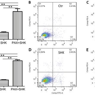 Effects Of Shikonin And Paclitaxel On Cell Cycle Phase Distribution