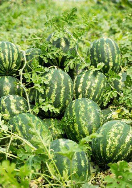 watermelon stock  pictures royalty  images istock