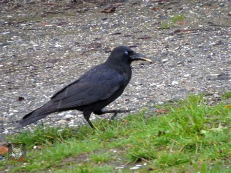 Crow Smoking And Walking In Rain By Wolfwings1 On Deviantart