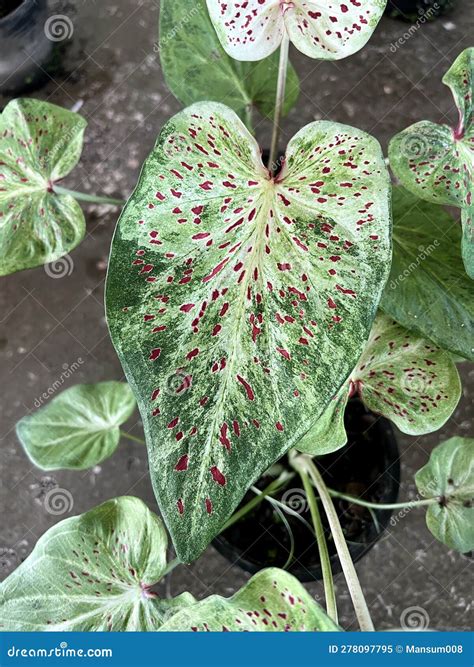 Caladium Bicolor with,green Leaf and Pink Veins Stock Image - Image of
