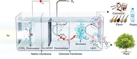 Novel biocatalytic system turns waste biomass into value-added chemicals