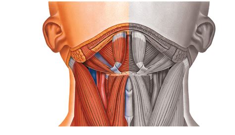 Figure Selected Muscles Of The Chin And Neck Ctd C Anterior