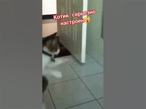 Бросаю вызов своему зеркальному другу😉Кто кого?😅 #shorts - YouTube