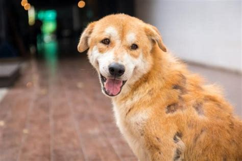 Cómo saber si mi perro tiene hongos Conoce los síntomas de los hongos