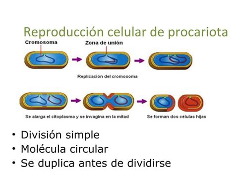 Reproducción celular mitosis PPT