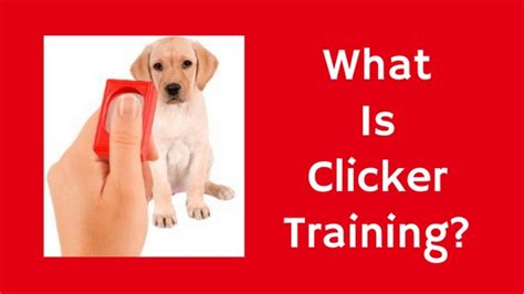 clicker training pawsitive solutions