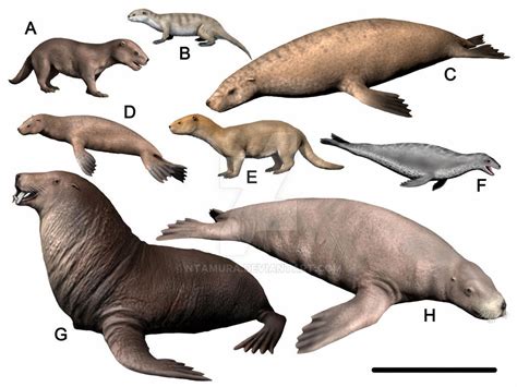 An Image Of Sea Lions And Otters In Different Stages Of Their Life