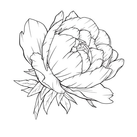 Peony Outline Isolated Line Art Peonies Floral Line Art Botanical