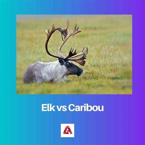 Elk vs Caribou: verschil en vergelijking