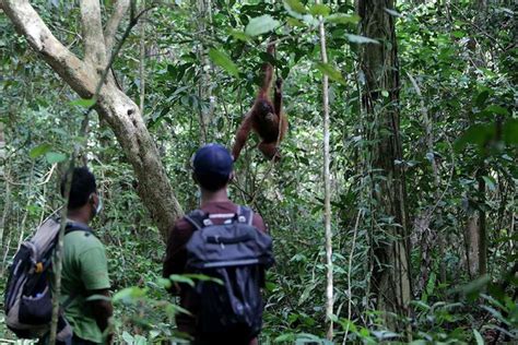 Foto Majelis Hakim Menangkan Gugatan Walhi Ekosistem Leuser Selamat