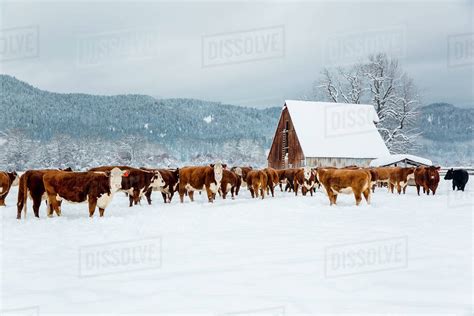 Herd Of Cattle In Snowy Farm Field Stock Photo Dissolve