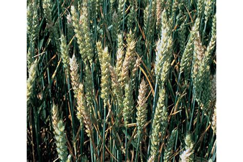 Disease Management In Cereal Crops Crop Science Us