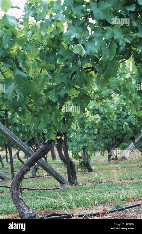 Riesling Vines In North East Tasmania Little More Than 20 Years Ago