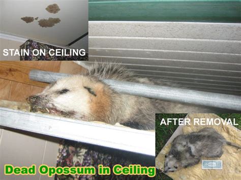 Possum Damage in House and Attic