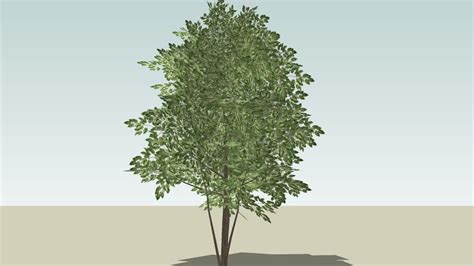 3d Trees 3d Warehouse