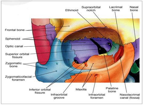 Anatomy Eye Ear Nose Neck Throat Sinuses Flashcards Quizlet