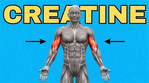 How To Use Creatine For Fast Muscle Gain Benefits And Side Effects