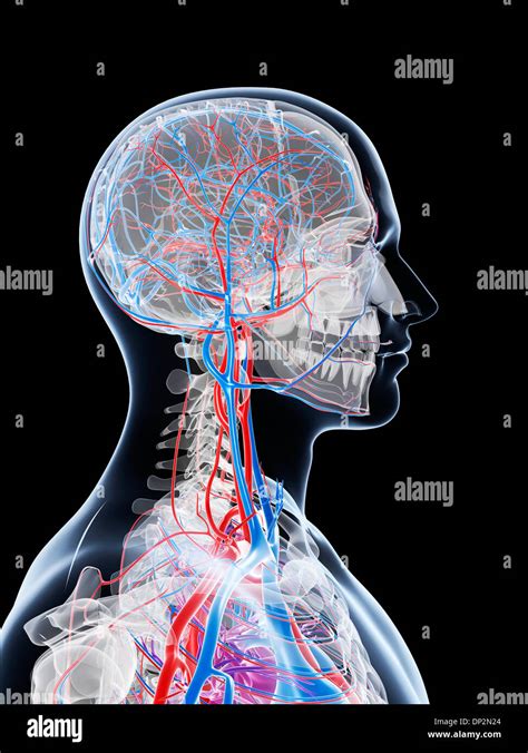 Male Vascular System Artwork Stock Photo Alamy