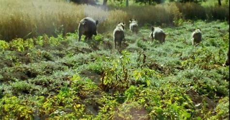 Danni Provocati Dalla Fauna Selvatica Indennizzi Per Gli Allevatori