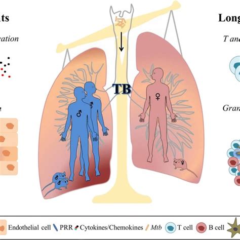 Chromosomal Sex And Hormones Might Modulate The Immune Response To Mtb