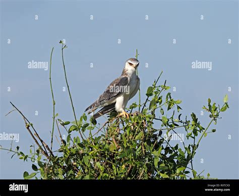 Elegant Black Shouldered Kite Or Black Winged Kite Elanus Caeruleus