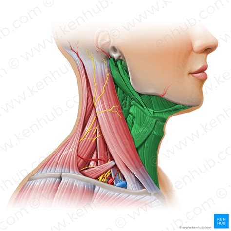 Anterior Triangle Of The Neck Flashcards Quizlet