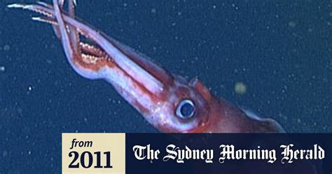 Squid Sex Is A Hit Or Mister Affair