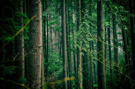 Green Leafed Trees Middle Of Forest During Daytime Hd Wallpaper Peakpx